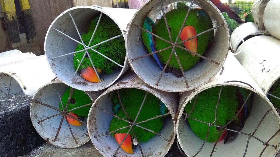 Eclectus parrots stuffed inside drainage pipes following a raid