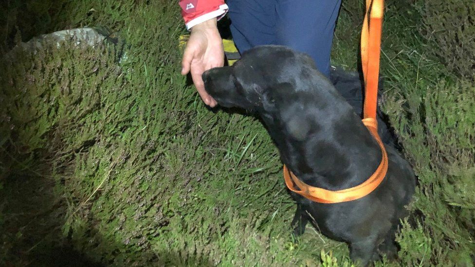 Labrador Vanishes Into Hole And Sparks Seven Hour Rescue Mission - BBC News