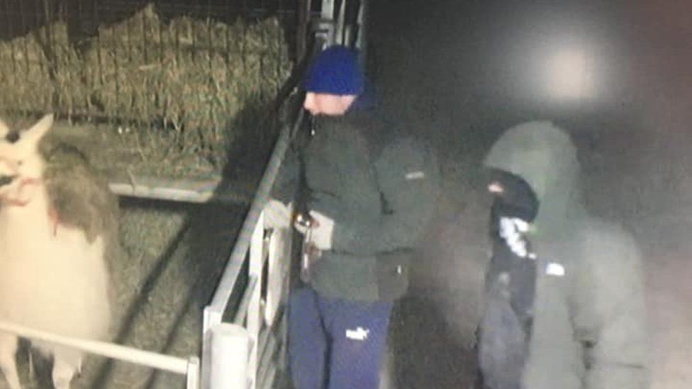 CCTV footage of night time thieves feeding a llama