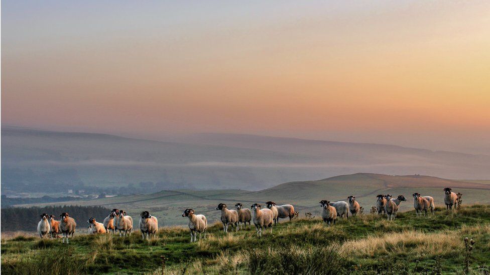 Alan Rees photo 'Counting Sheep' taken in Weardale