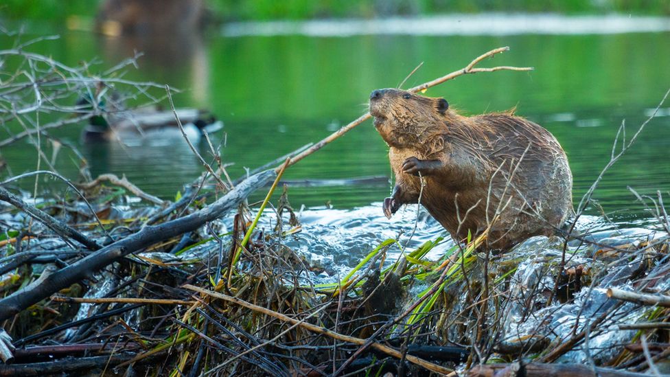 beaver