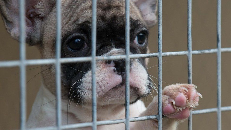 Port Of Dover: Puppies Drenched In Oil Rescued From Van - BBC News