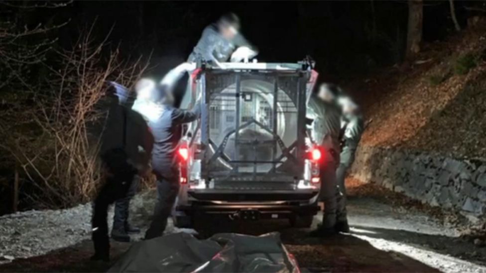 JJ4 was captured in a bear trap during the night by forest rangers with dogs