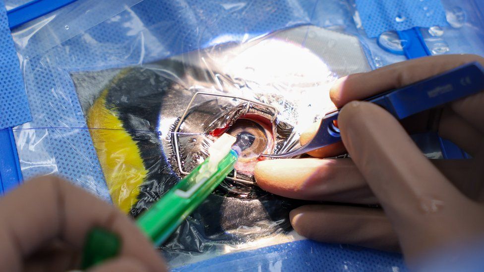 A penguin undergoes eye surgery