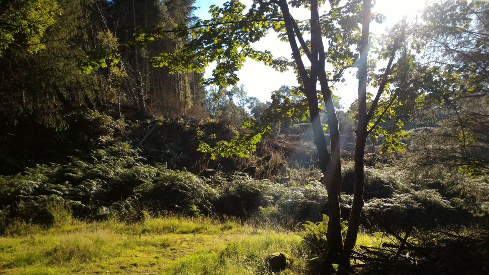 Forest near Kippford