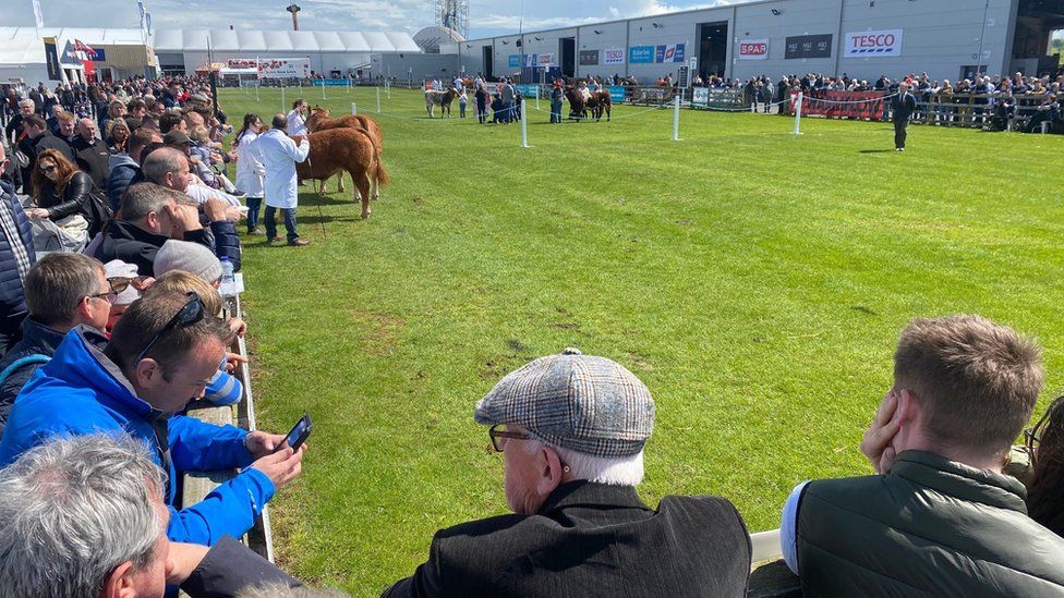 Spectators inspect the cows on show at Balmoral on Wednesday