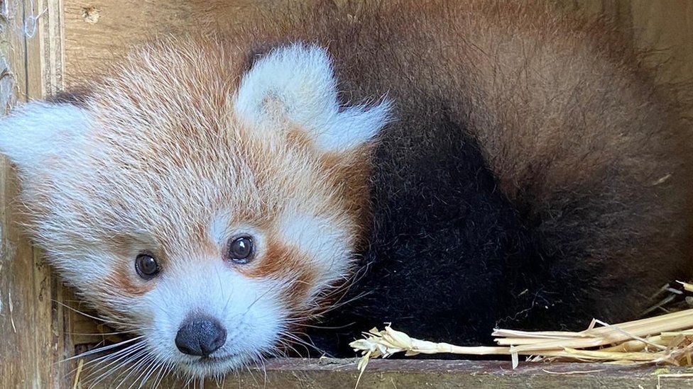 A red panda cub at Banham Zoological Gardens in Norfolk