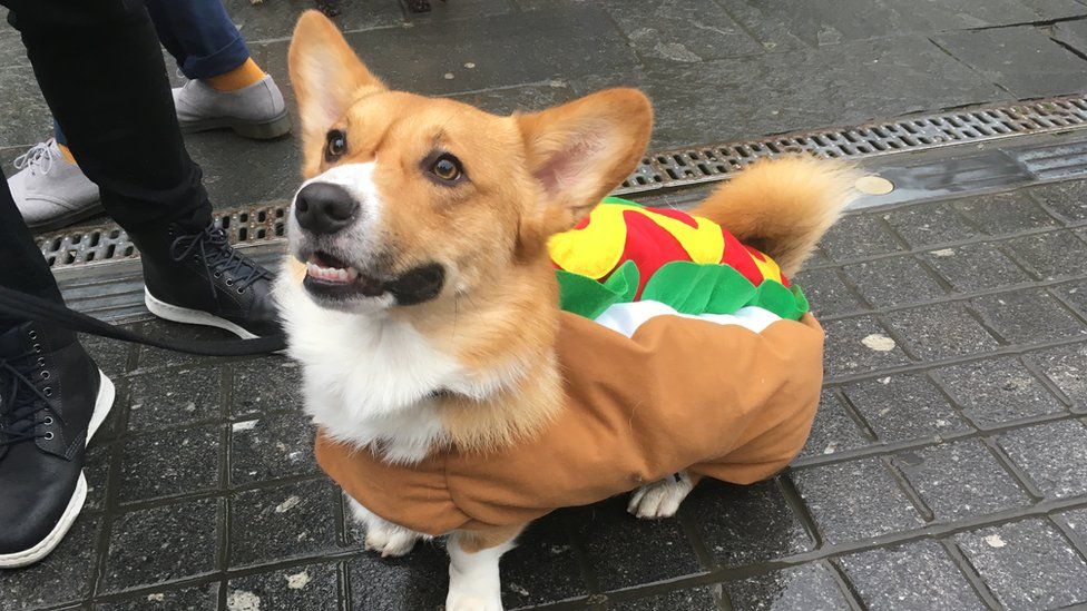 New York pet fashion show: Diva dogs in amazing costumes - BBC Newsround