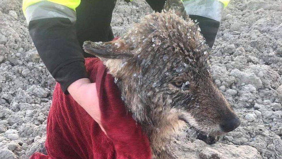 This photo shows the wolf with ice frozen all over its fur in an outdoor setting, having just been pulled from the river - a human's hands can be seen wrapping it in a towel