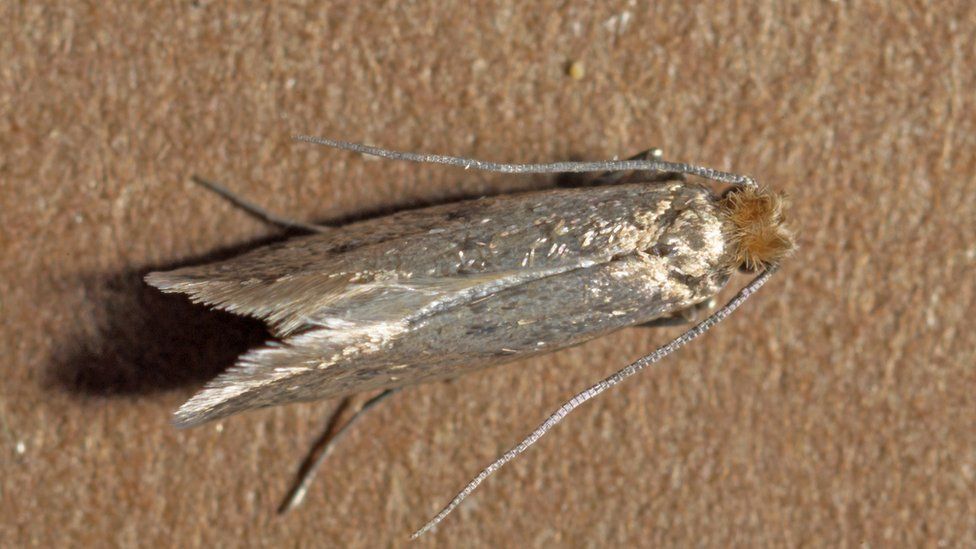 Rapid rise of clothes moths threatens historic fabrics - BBC News