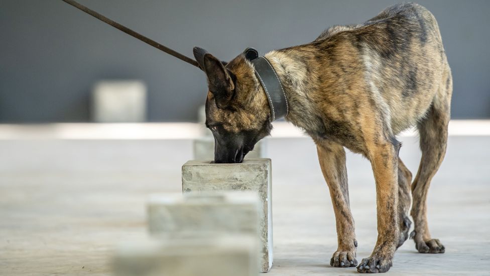 A Malinois dog on a lead sniffing blocks during training in Arusha, Tanzania