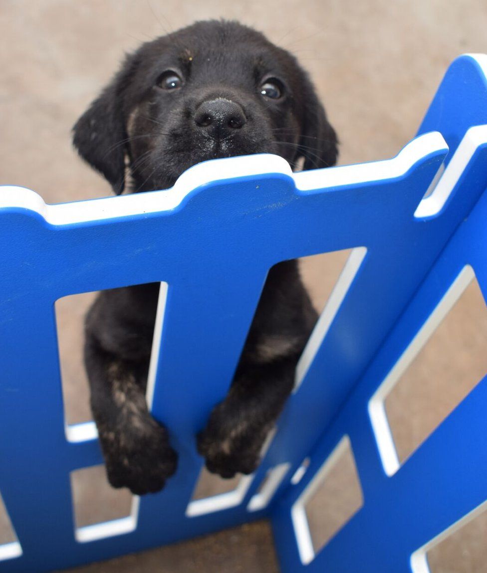 A puppy peers through a gate with a slightly manic look on its face