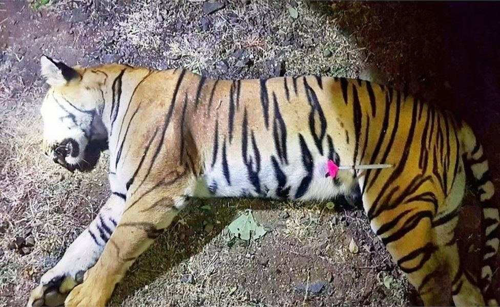 This handout photo released by the Maharashtra Forest Department on November 3, 2018 shows the dead body of the tiger known to hunters as T1 after being shot in the forests of India's Maharashtra state near Yavatmal. - A man-eating tiger that claimed more than a dozen victims in two years has been shot dead in India, sparking controversy over the legality of its killing.