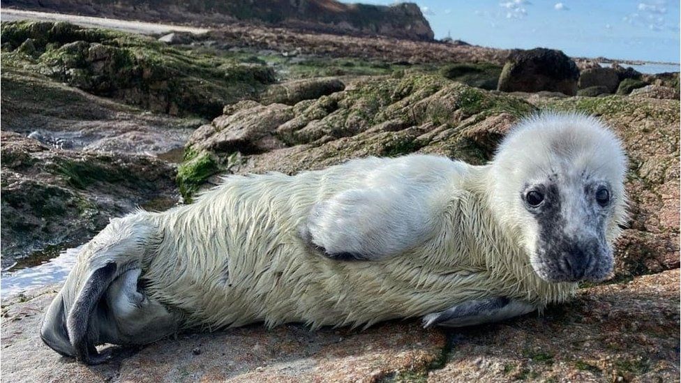 Aurore seal pup