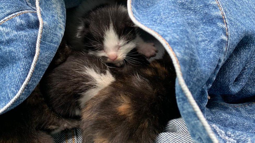 Tamworth recycling crew saves kittens dumped in bin - BBC News