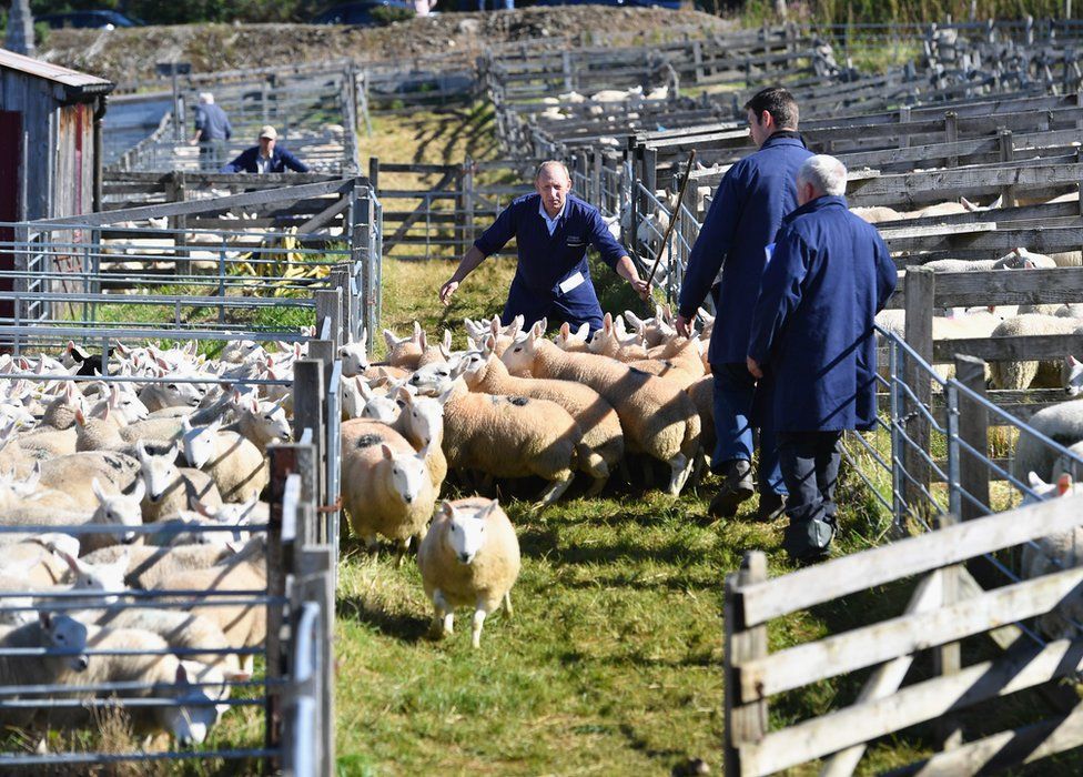 'Largest' oneday sheep sale held at Lairg BBC News