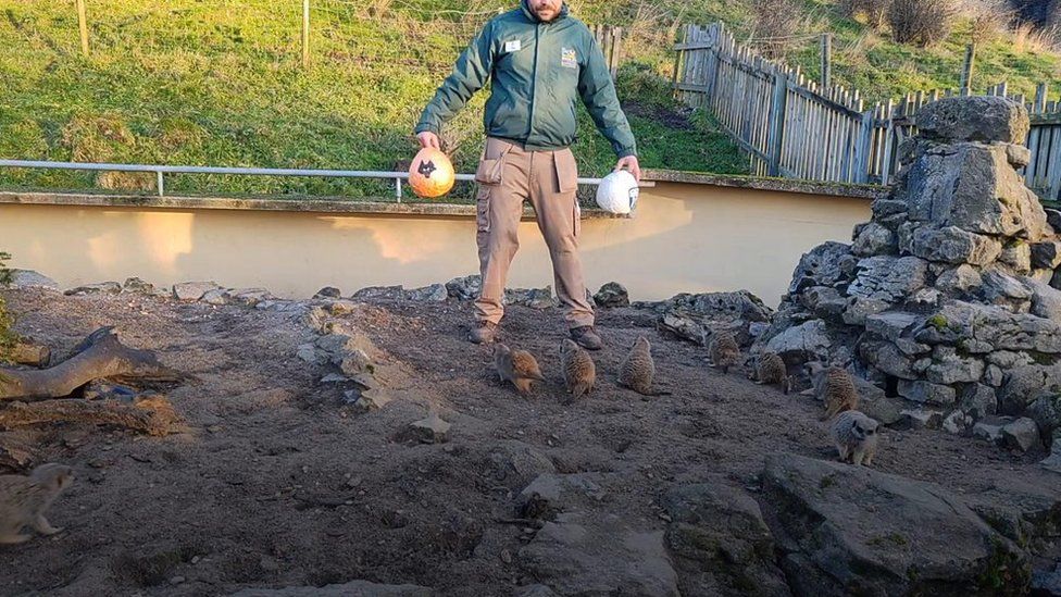 Meerkats at Dudley Zoo