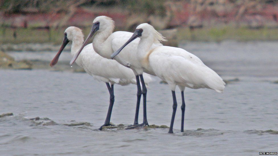 The black-faced spoonbill is classed as endangered