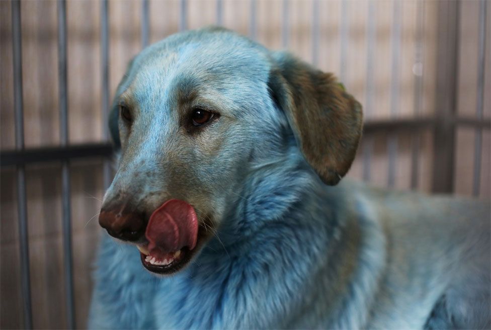 A dog with blue fur sits in a cage