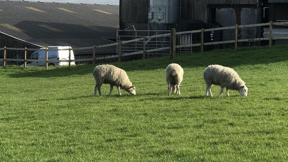 Sheep back on the farm