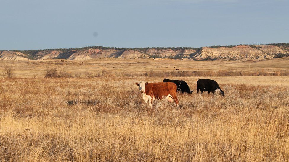 Cattle just outside of Colstrip