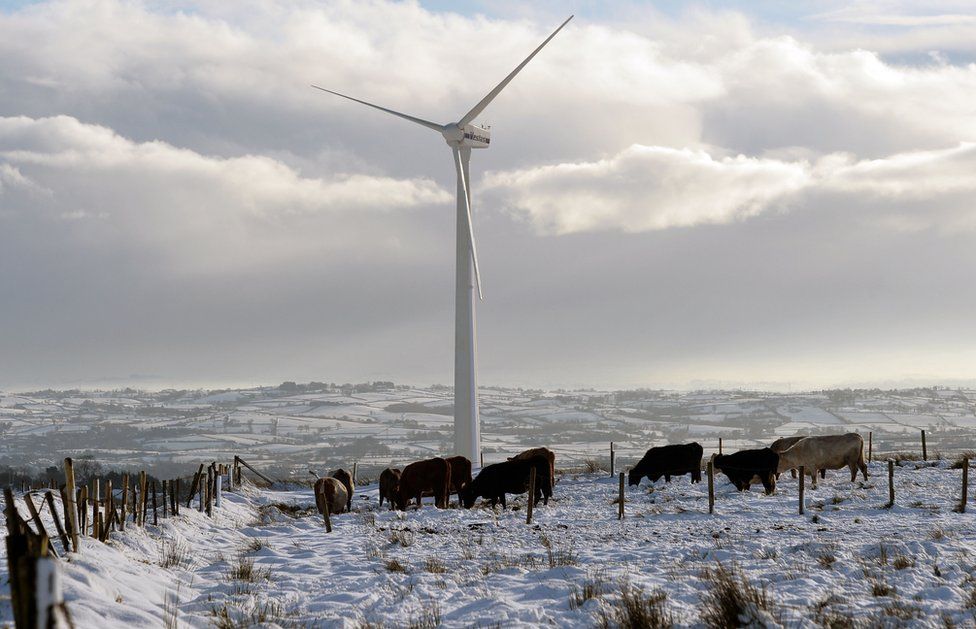 Cattle grazing in a field featuring a wind turbine on Divis Mountain
