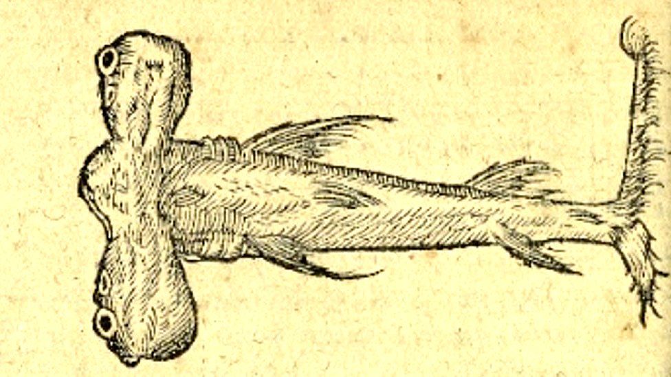 Pez martillo - New York Public Library