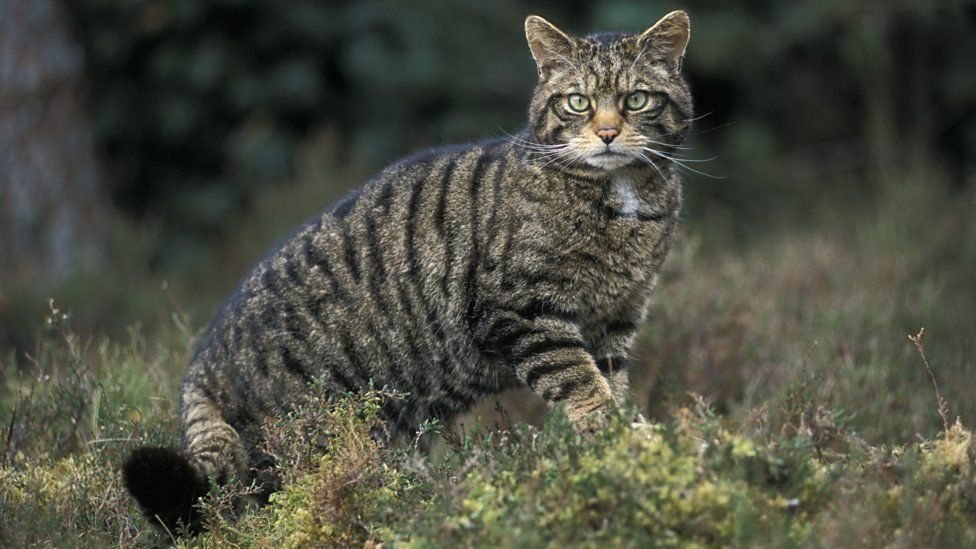 Wildlife: A quarter of Britain's mammals face extinction - BBC Newsround