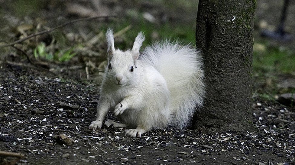 White squirrel