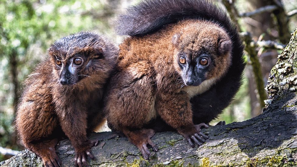 Red-bellied lemurs