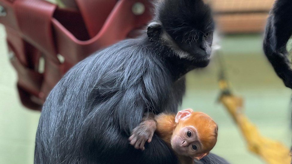An adult Francois' langur with black hair cradles a bright orange infant primate.