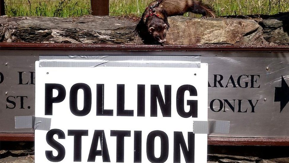 Polecat by a polling station sign