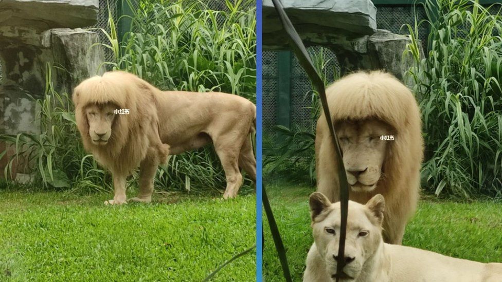 Lion's hair at a China zoo goes viral on social media BBC Newsround
