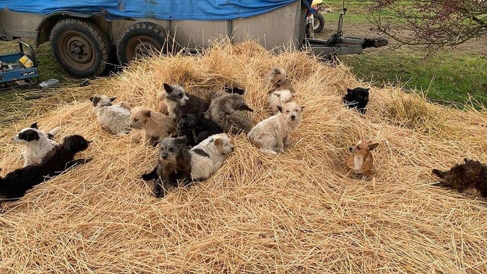 Puppies Rescued In Willingham Travellers Site Raid Bbc News