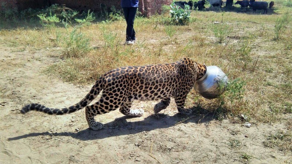 A un leopardo sediento de la India se le mete la cabeza en una olla - BBC News Mundo