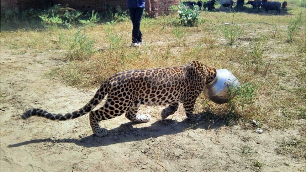 Thirsty Indian leopard puts head in pot - BBC News