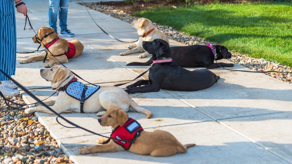 A group of assistance dogs of various ages and training levels
