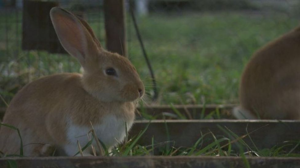 MSPs consider greater protection for pet rabbits BBC News