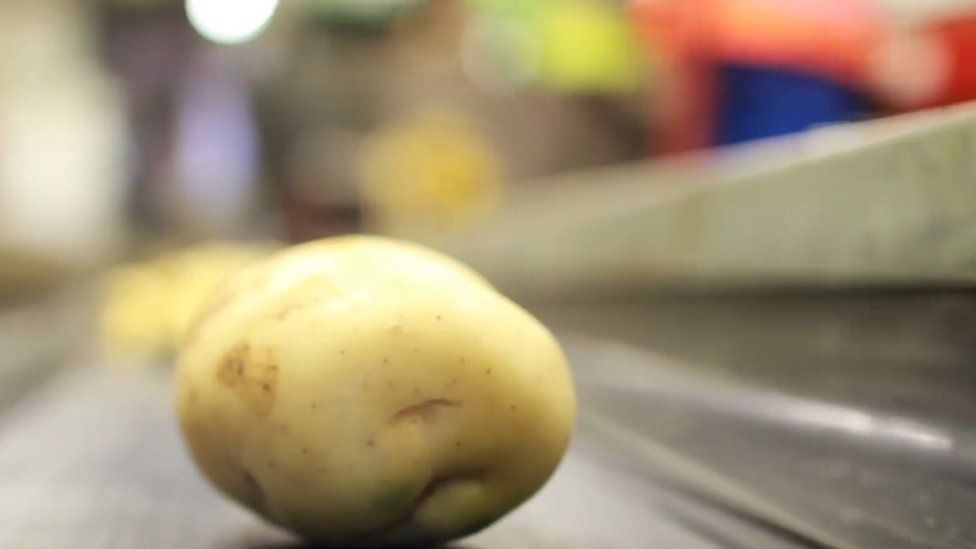 Potato on conveyor belt in factory