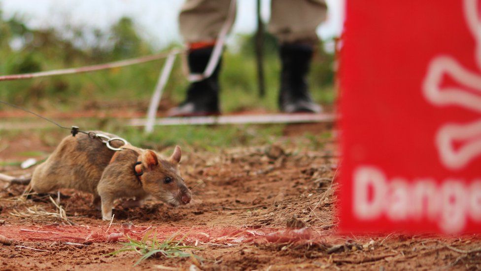 Landmine Sniffing Rat Continues Legacy Of Fallen Hero c News