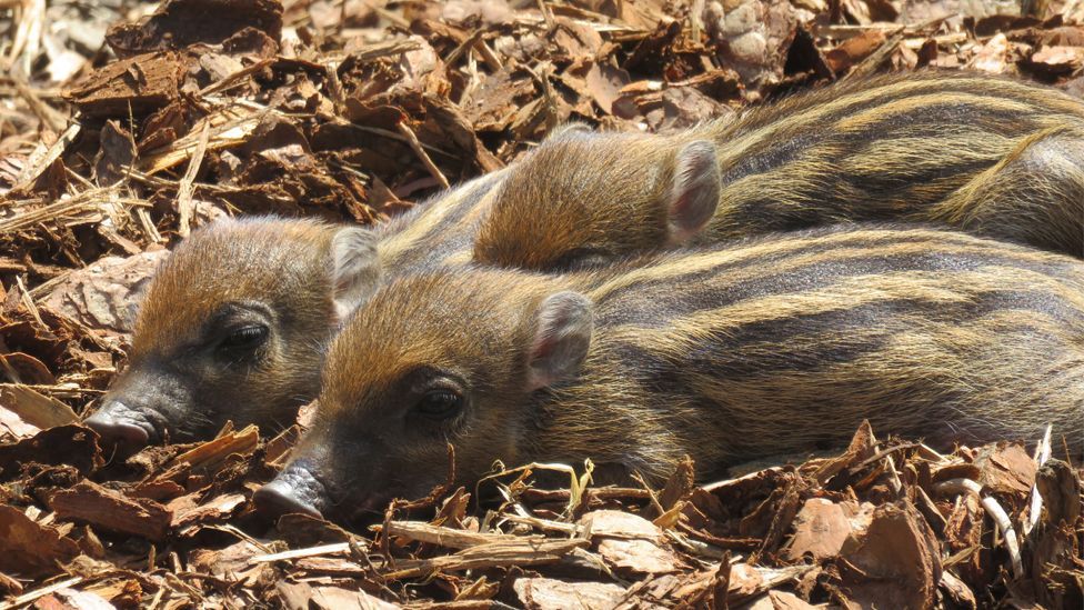 Three resting Visayan warty piglets