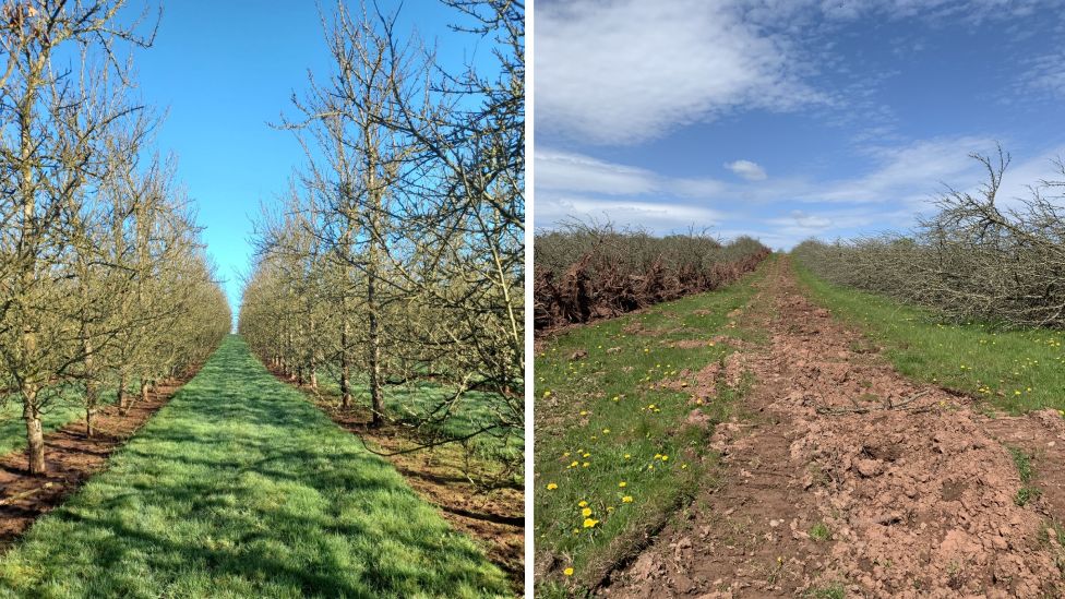 A before and after of the orchard, showing the trees chopped down