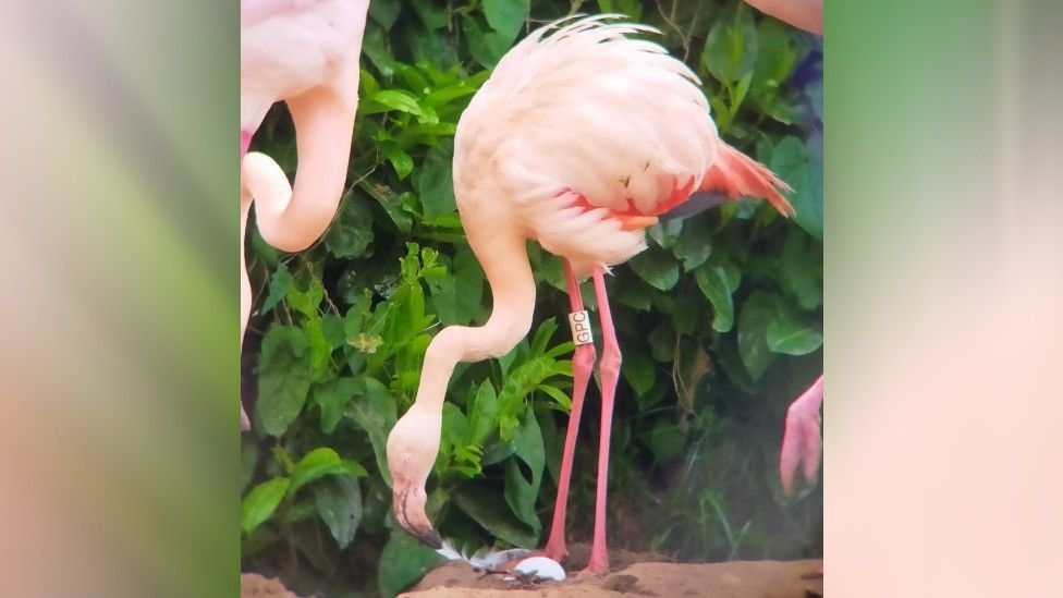 Gertrude the flamingo with her egg