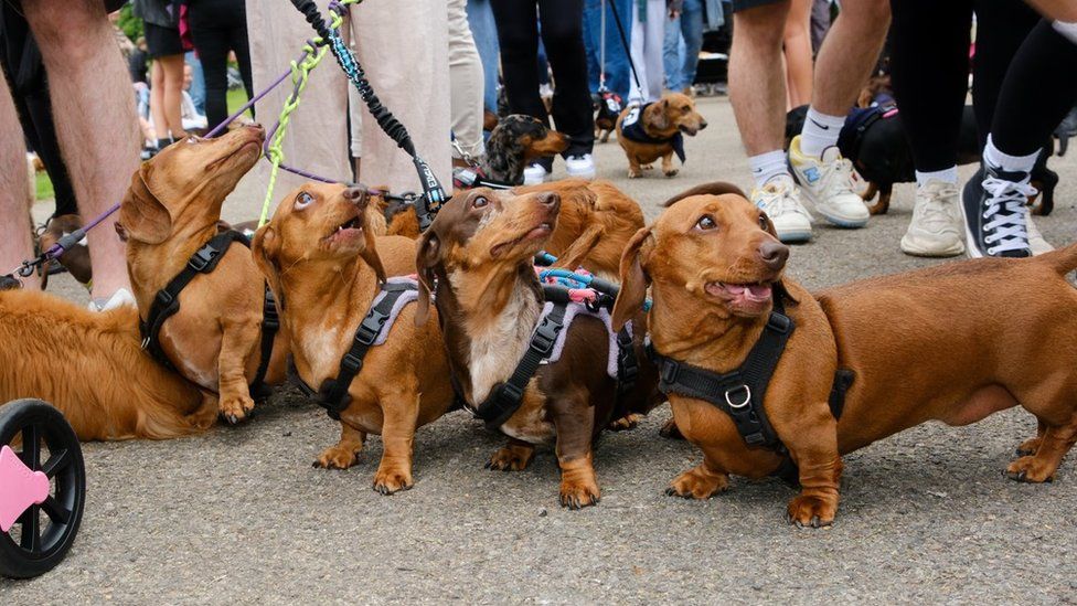 Four near-identical light brown dachshunds on leads