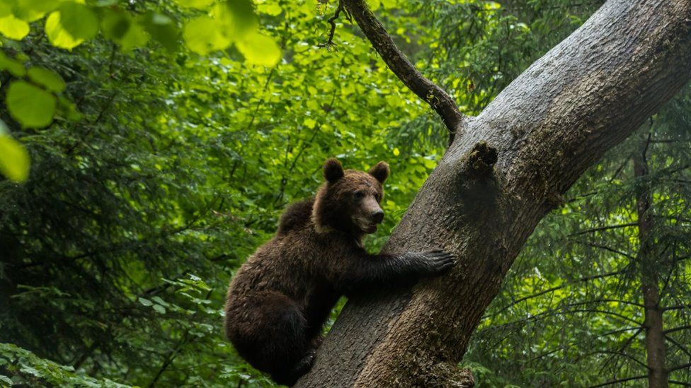 A bear in Zabala in Covasna County in Romania