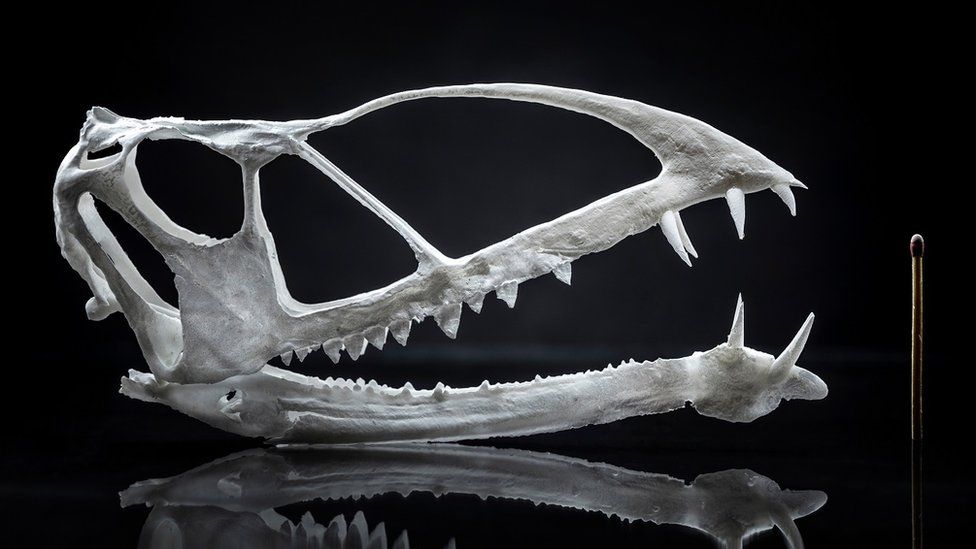 An image of a 3D printed skull with a matchstick for size comparison. The skull is white and elongated, with several sharp teeth. It is about 1.5 times the height of the matchstick.