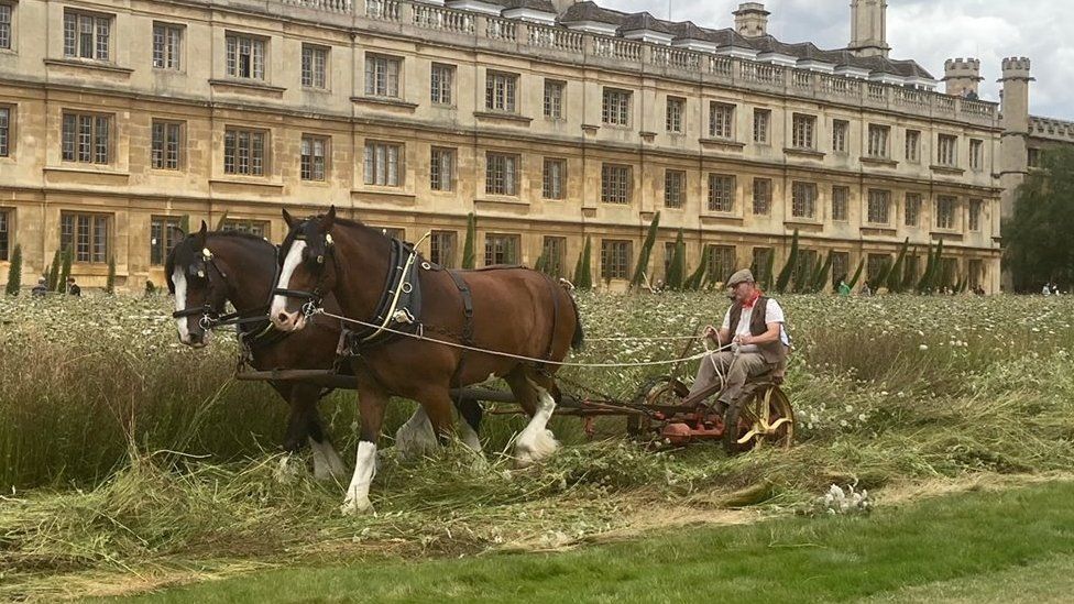 Cambridge University's King's College meadow harvested with horses BBC News