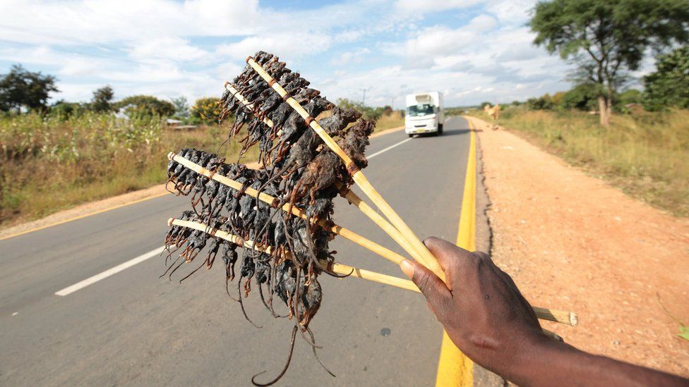 A man sells roast mice to passing motorists near Salima, Malawi 15 May 2017. Mice is a delicacy for many Malawians and is popular as a source of income for many unemployed men in rural Malawi.