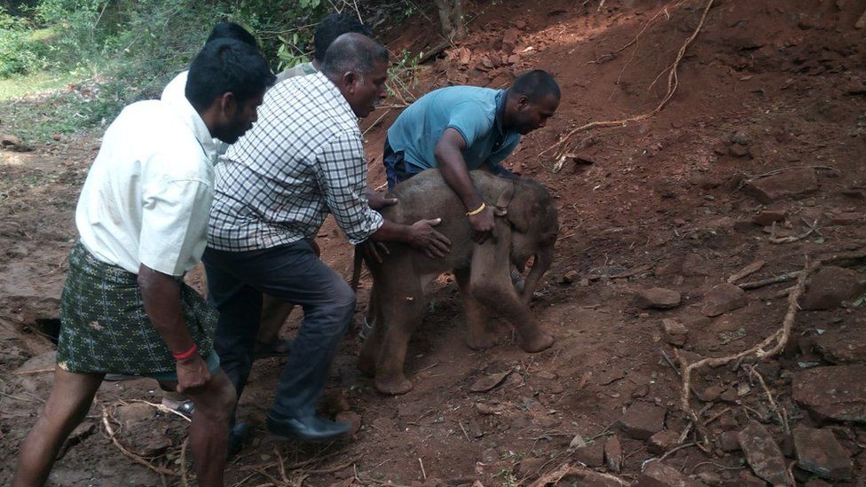 Sarathkumar and others move the calf up the hill
