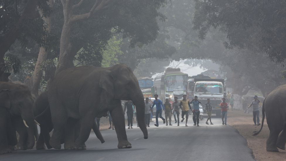 The Indians Dying Because Of Wild Elephant Selfies c News